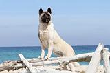 AKITA AMERICAIN 098